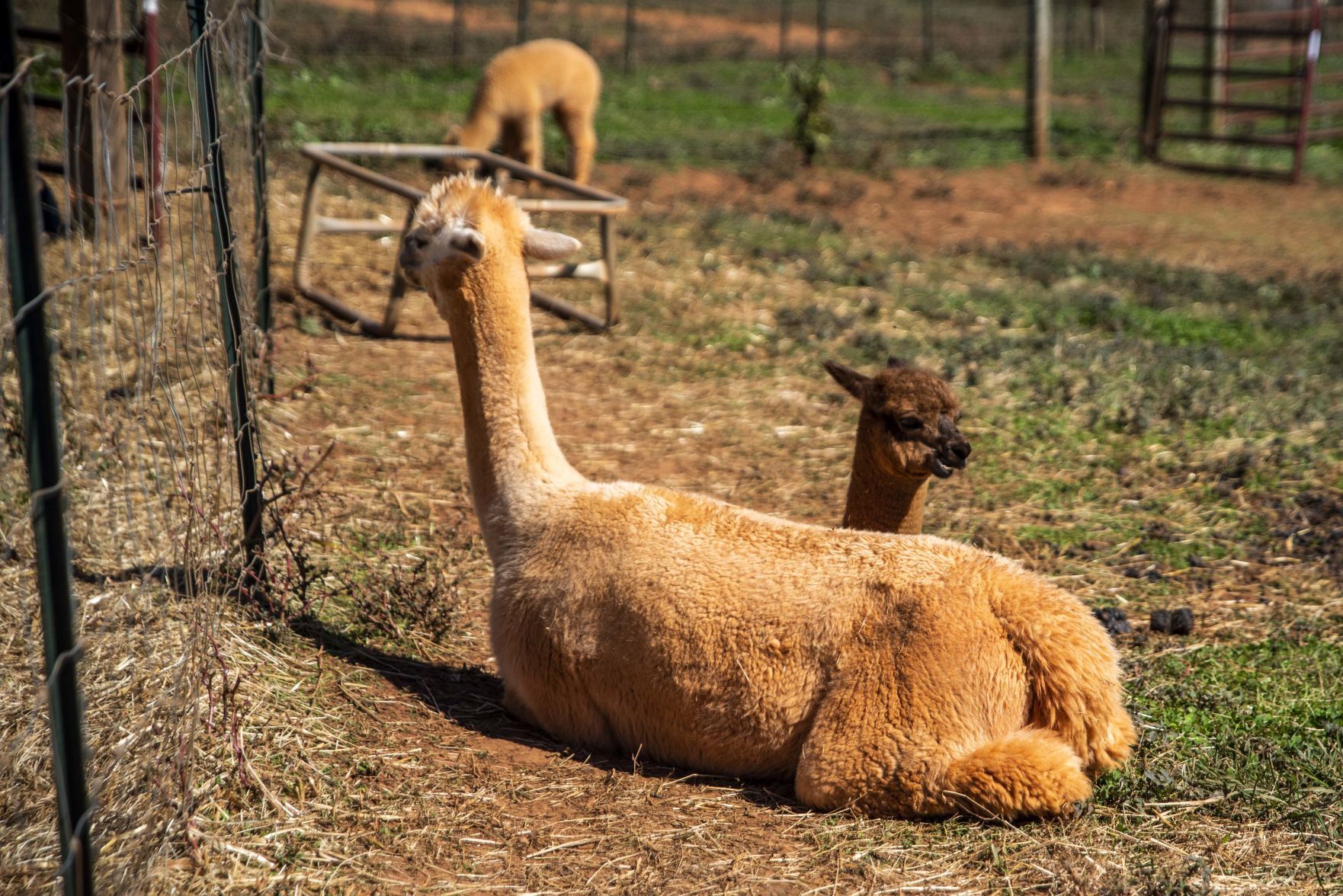 Smith Mountain Lake Alpaca Farm